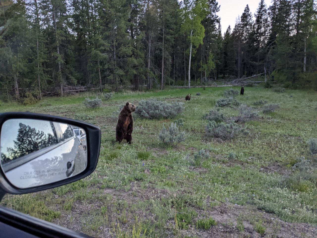 Wildlife up close, maybe too close