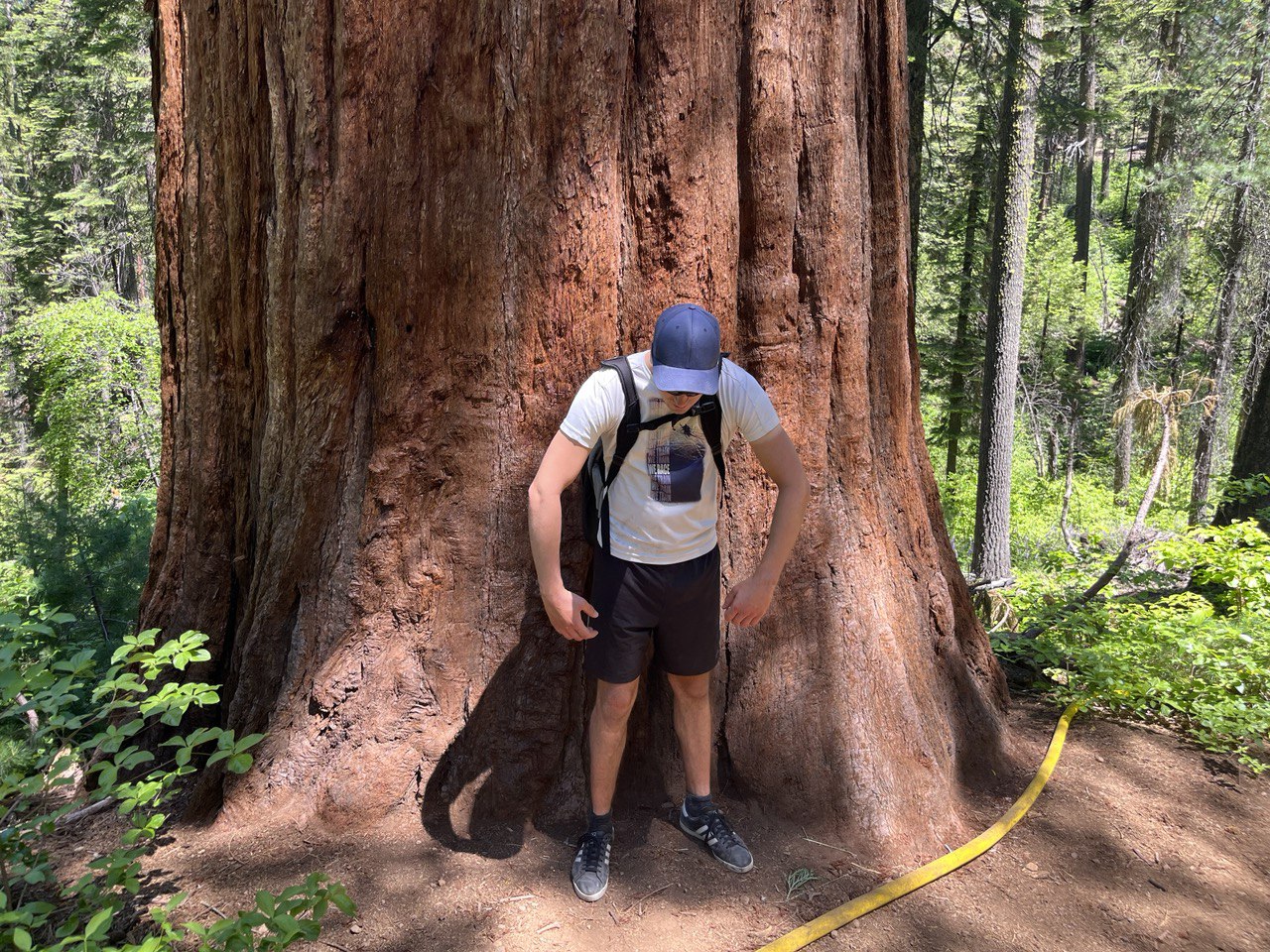 Secquoia in big trees